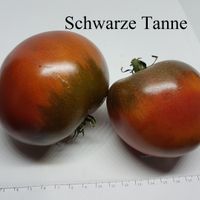 Schwarze Tanne